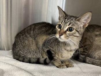 Domestic Short Hair Cats Available for Adoption in Santa Monica, California - EGG | PetCurious