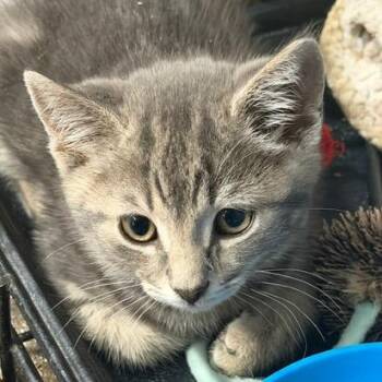 Acadia -  Domestic Short Hair Cat Available for Adoption in Cumming, Georgia - Acadia | PetCurious