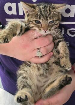 Petunia -  Domestic Short Hair Cat for Adoption in Trenton, New Jersey - Petunia | PetCurious