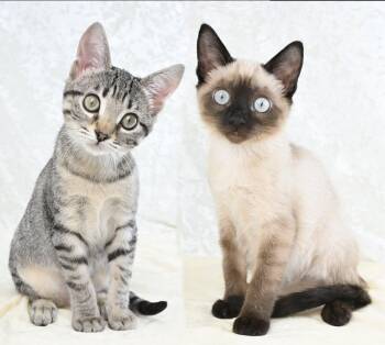 Allie and Aspen (Bonded Pair) -  Siamese Cat for Adoption in Mobile, Alabama - Allie And Aspen (Bonded Pair) | PetCurious