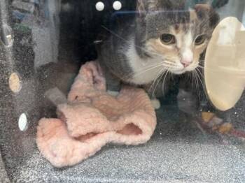 Mimi -  Domestic Short Hair Cat for Adoption in New York, New York - Mimi | PetCurious