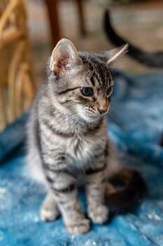 Rescue Domestic Short Hair Cats for Adoption in Pflugerville, Texas - Yogi | PetCurious