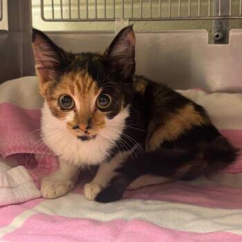 Morgan -  Domestic Short Hair and Calico Cat for Adoption in South Bend, Indiana - Morgan | PetCurious