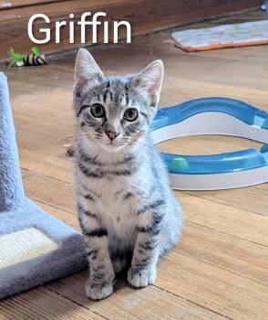 Rescue Tabby and Domestic Short Hair Cats for Adoption in Panora, Iowa - GRIFFIN | PetCurious
