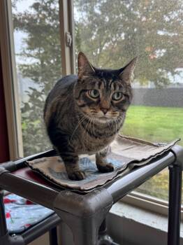 Rescue Domestic Short Hair Cats for Adoption in Newberg, Oregon - Chip | PetCurious