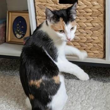 Domestic Short Hair Cats Available for Adoption - Audrey | PetCurious