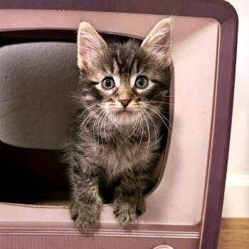 Domestic Short Hair Cats Available for Adoption in Austin, Texas - Roast Purrtato 2 | PetCurious