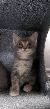 Mateo -  Domestic Short Hair Cat for Adoption in Henderson, North Carolina - Mateo | PetCurious