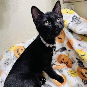 Moxie -  Domestic Short Hair Cat for Adoption in Liverpool, Texas - Moxie | PetCurious