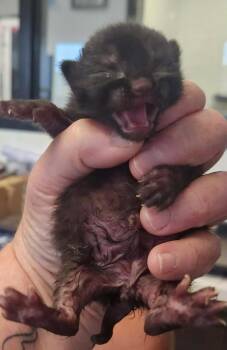 Anderson -  Domestic Short Hair Cat for Adoption in Republic, Missouri - Anderson | PetCurious