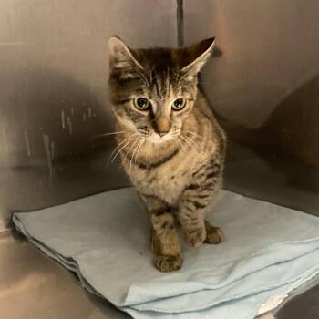 Domestic Short Hair Cats Available for Adoption - Miss Kitty | PetCurious