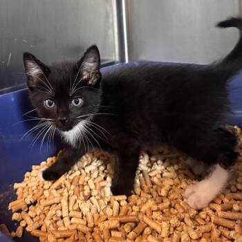 Pauly D -  Domestic Short Hair Cat for Adoption in Rocky Mount, Virginia - Pauly D | PetCurious