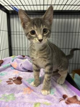 HARRIET -  Domestic Short Hair Cat for Adoption in Palmetto, Florida - HARRIET | PetCurious