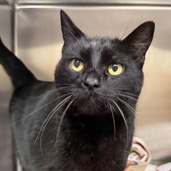 Eddie -  Domestic Short Hair Cat Available for Adoption in Ontario, Oregon - Eddie | PetCurious
