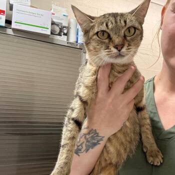 Tsukiyomi -  Domestic Short Hair Cat for Adoption in Clanton, Alabama - Tsukiyomi | PetCurious