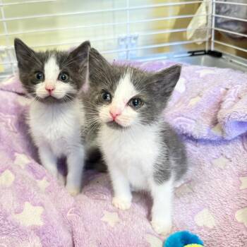 Lainey -  Domestic Short Hair Cat for Adoption in Columbus, Georgia - Lainey | PetCurious