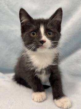 Zayu -  Domestic Short Hair Cat for Adoption in Greensboro, North Carolina - Zayu | PetCurious