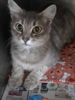 Domestic Long Hair Cats Available for Adoption in St. Augustine, Florida - Chloe (aka) Tootsie Roll | PetCurious