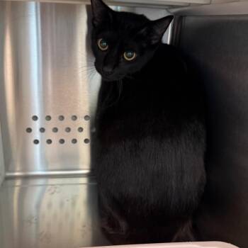 Reuben -  Domestic Short Hair Cat for Adoption in Norman, Oklahoma - Reuben | PetCurious