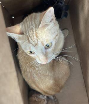 Domestic Short Hair Cats Available for Adoption in Dallas, Texas - GYPSY | PetCurious