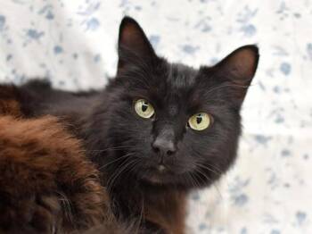 Domestic Medium Hair Cats Available for Adoption - Lucy | PetCurious