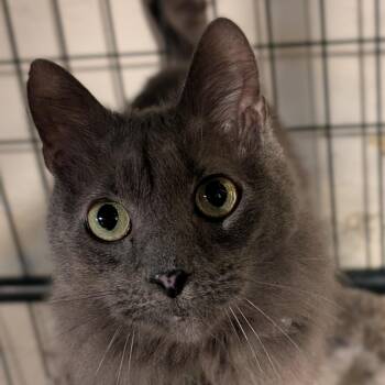 Domestic Long Hair Cats Available for Adoption in Danville, Vermont - Blue | PetCurious