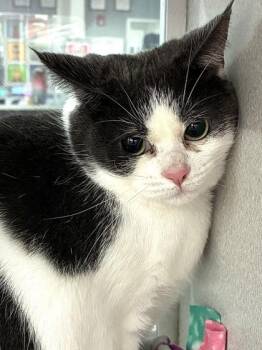 Somerset -  Domestic Short Hair Cat for Adoption in Mason, Michigan - Somerset | PetCurious