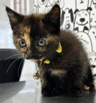 Domestic Short Hair Cats Available for Adoption in North Charleston, South Carolina - 05280B Tori | PetCurious