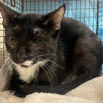 Persephone -  Domestic Short Hair Cat for Adoption in Chicago, Illinois - Persephone | PetCurious