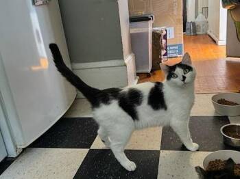 Rescue Domestic Short Hair Cats for Adoption in Levittown, Pennsylvania - Doodle | PetCurious