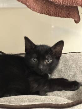 Spitfire -  Domestic Short Hair Cat for Adoption in Alexandria, Virginia - Spitfire | PetCurious