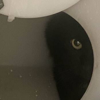 Rescue Domestic Short Hair Cats for Adoption in Gloucester, Virginia - Espresso | PetCurious