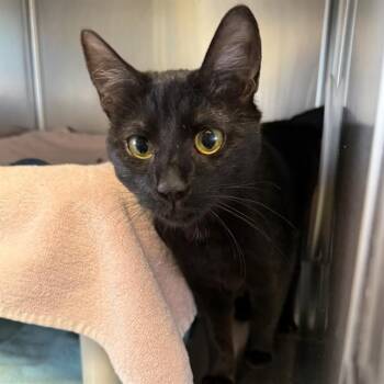 Domestic Short Hair Cats Available for Adoption - MARLENE | PetCurious