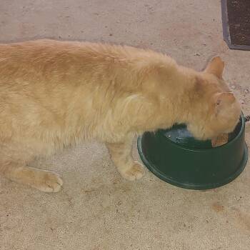 FOUND -St. Charles -  American Shorthair Cat for Adoption in Rochester, Minnesota - FOUND -St. Charles | PetCurious