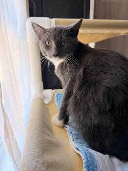 Darby -  Domestic Short Hair Cat for Adoption in Suffolk, Virginia - Darby | PetCurious