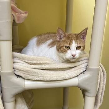 Fanta -  Domestic Short Hair Cat for Adoption in Bedford, New Hampshire - Fanta | PetCurious