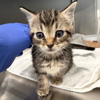 Thing 2 -  Domestic Short Hair Cat for Adoption in Scituate, Massachusetts - Thing 2 | PetCurious