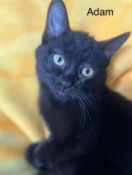 Adam -  Bombay and Domestic Medium Hair Cat for Adoption in Wyandotte, Michigan - Adam | PetCurious