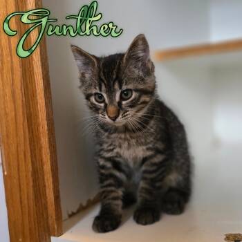 Rescue Domestic Short Hair Cats for Adoption in Hillsboro, Ohio - Gunther | PetCurious