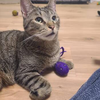 Domestic Short Hair and Tabby Cats Available for Adoption in Mission Viejo, California - Mr MOO! Aka Isamu NWC  | PetCurious