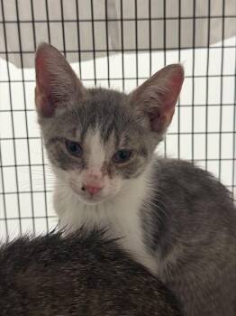 DESI -  Domestic Short Hair Cat for Adoption in Fort Lauderdale, Florida - DESI | PetCurious
