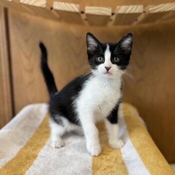Simms--In Foster -  Domestic Short Hair Cat for Adoption in Fargo, North Dakota - Simms--In Foster | PetCurious