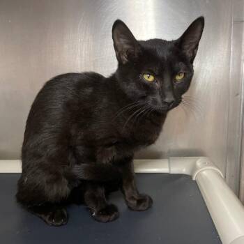 Domestic Short Hair Cats Available for Adoption - Simone | PetCurious