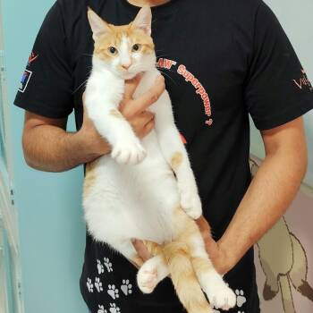 Quincy & Butternut -  Domestic Short Hair Cat for Adoption in Waltham, Massachusetts - Quincy & Butternut | PetCurious