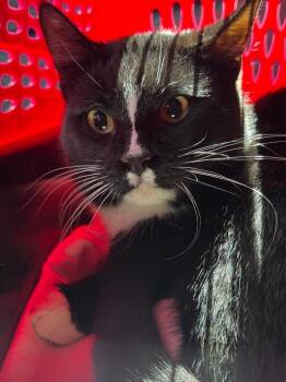 Tuxedo and Domestic Short Hair Cats Available for Adoption - Timothee 26 | PetCurious