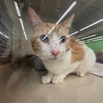Peter -  Domestic Short Hair Cat for Adoption in Buffalo, New York - Peter | PetCurious