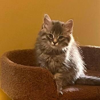Haku -  Domestic Long Hair Cat for Adoption in Rossville, Georgia - Haku | PetCurious