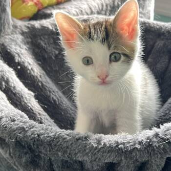 Willy -  Domestic Short Hair Cat for Adoption in Syracuse, New York - Willy | PetCurious