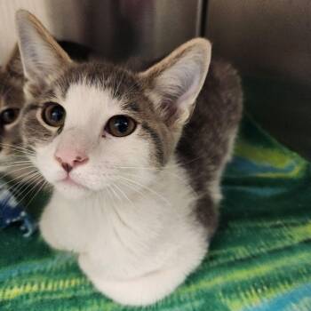 Biscuit -  Domestic Short Hair Cat for Adoption in Liberty, Missouri - Biscuit | PetCurious