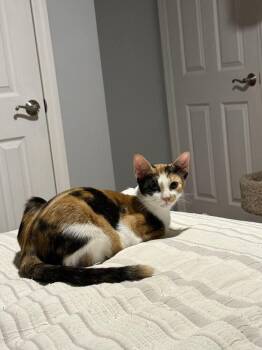 Tiramisu -  Domestic Short Hair Cat for Adoption in North Brunswick Township, New Jersey - Tiramisu | PetCurious